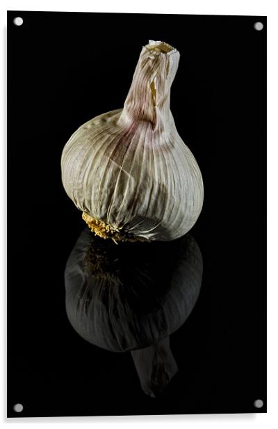 Garlic Bulb on Black Acrylic by Steven Clements LNPS