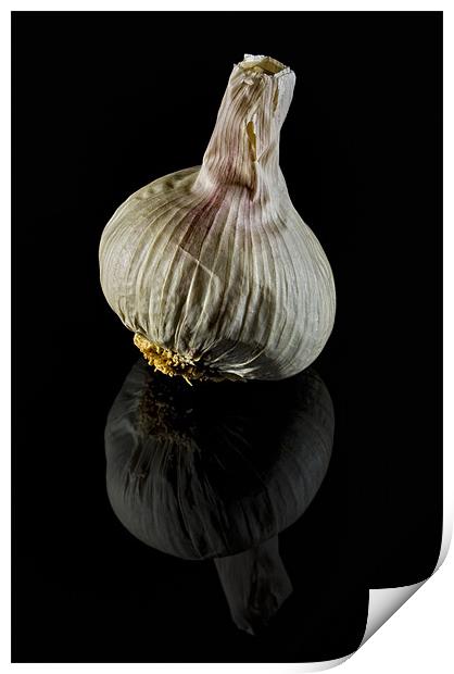 Garlic Bulb on Black Print by Steven Clements LNPS