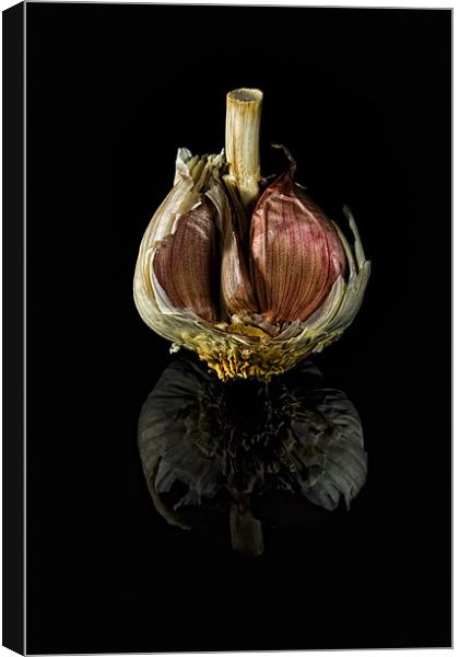 Half Garlic Bulb on Black Canvas Print by Steven Clements LNPS