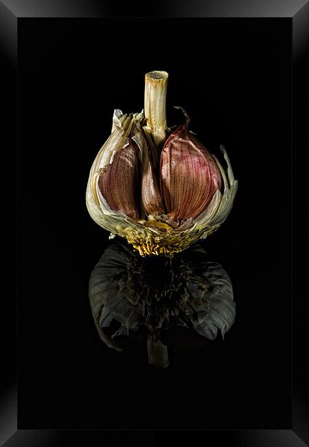 Half Garlic Bulb on Black Framed Print by Steven Clements LNPS