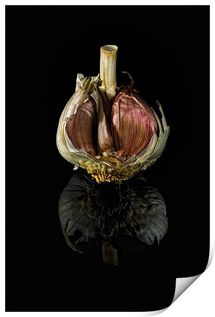 Half Garlic Bulb on Black Print by Steven Clements LNPS