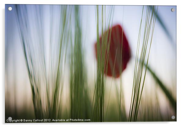 Poppy in Barley Acrylic by Danny Callcut