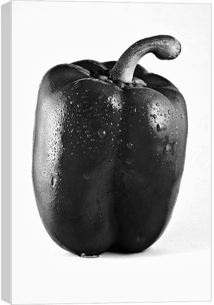 Wet Red Pepper in Mono Canvas Print by Steven Clements LNPS