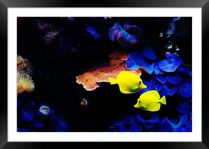 Fishy Framed Mounted Print by Frankie Arkell