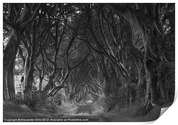 The Dark Hedges Print by Alexander Ellis