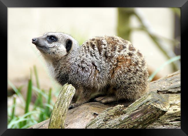 Meerkat Moments Framed Print by Jacqui Kilcoyne