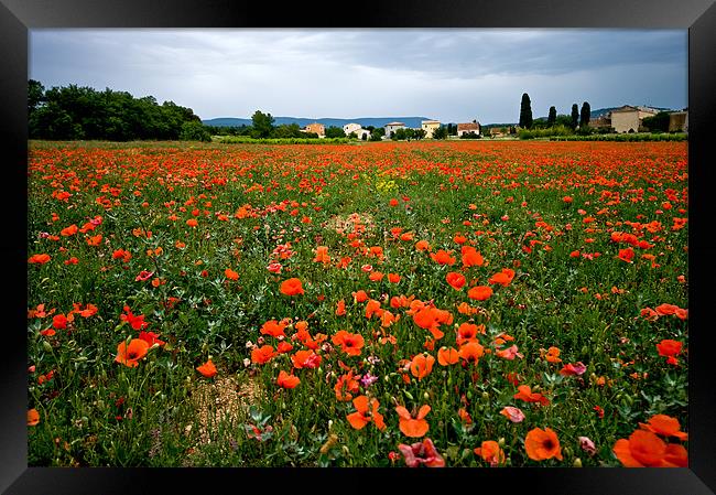 Poppy Field In Provence Framed Print by Jacqi Elmslie