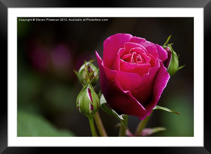 Red red Rose Framed Mounted Print by Steven Plowman