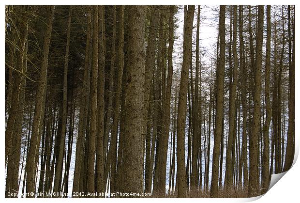 Shaded Trees Print by Iain McGillivray