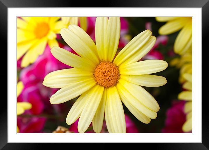 a scent of yellow. Framed Mounted Print by bobbi-jay lamburn