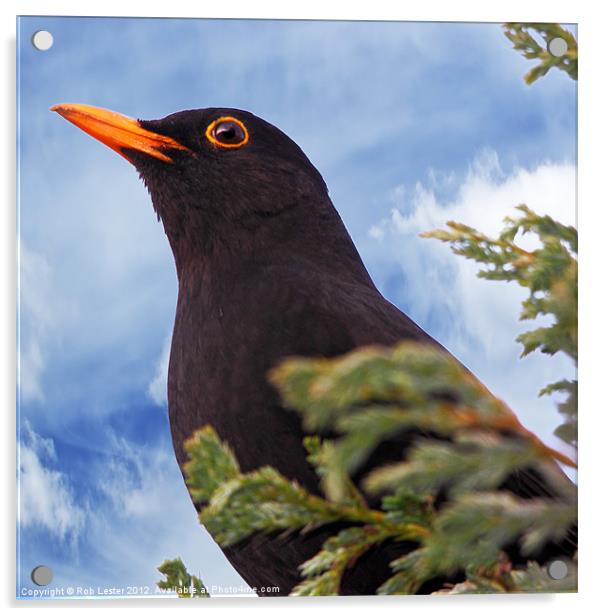 Blackbird Acrylic by Rob Lester