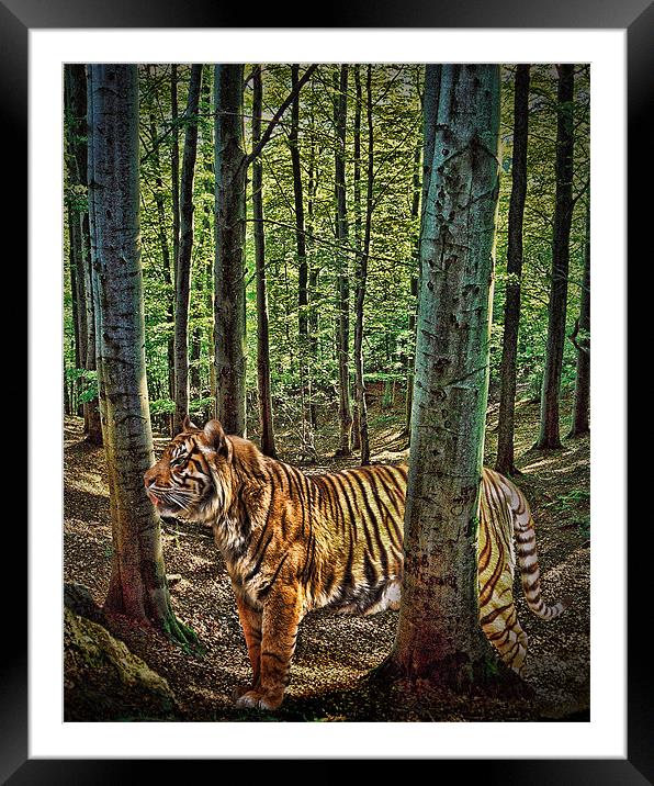 Tiger Woods Framed Mounted Print by Sharon Lisa Clarke