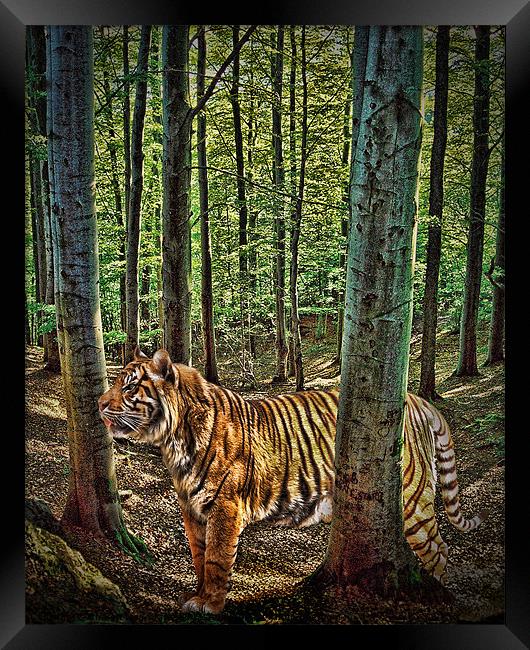 Tiger Woods Framed Print by Sharon Lisa Clarke