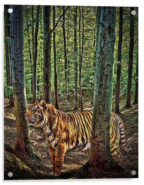 Tiger Woods Acrylic by Sharon Lisa Clarke