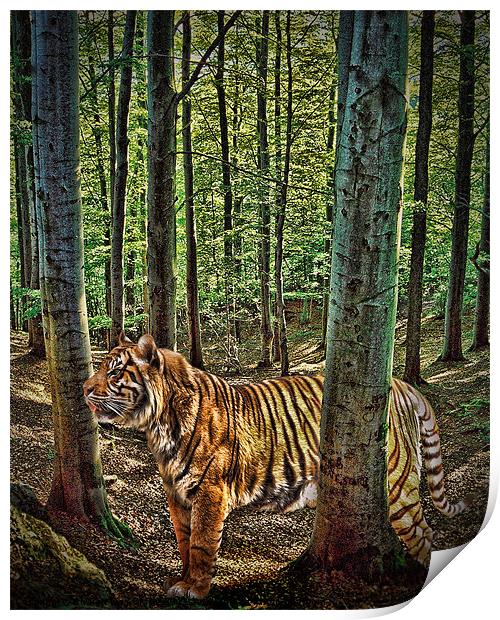 Tiger Woods Print by Sharon Lisa Clarke