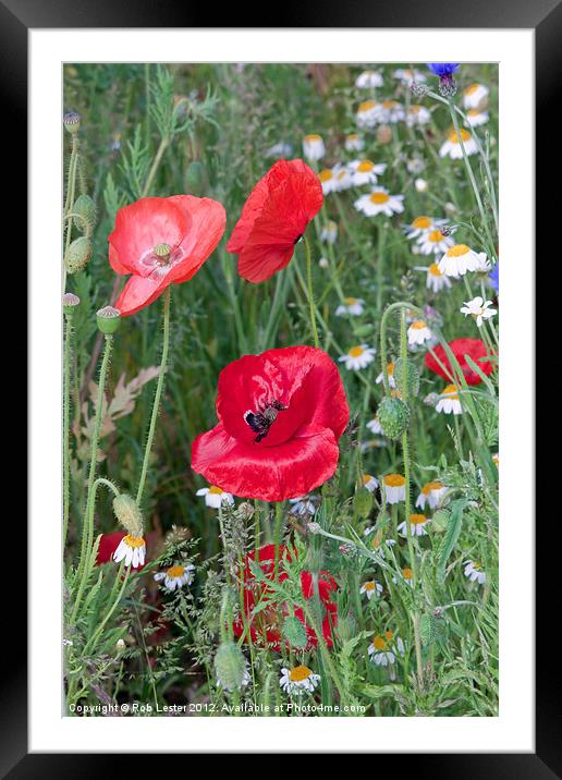 Poppy fields Framed Mounted Print by Rob Lester