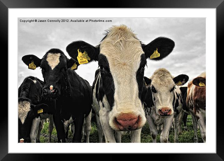 Cows Framed Mounted Print by Jason Connolly