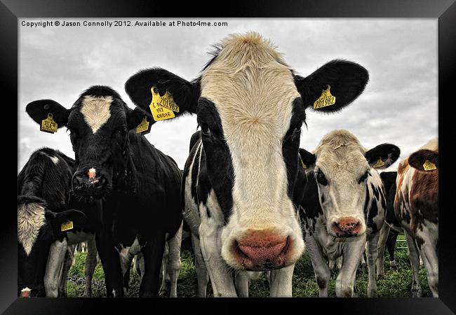 Cows Framed Print by Jason Connolly