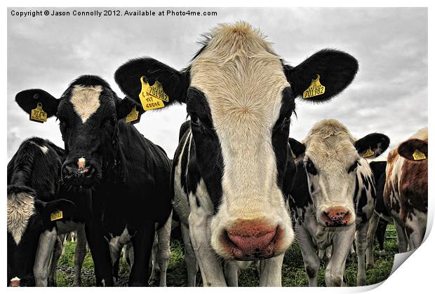 Cows Print by Jason Connolly