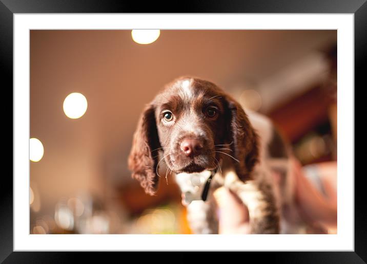 Paisley the Pub Dog Framed Mounted Print by Duncan Harley