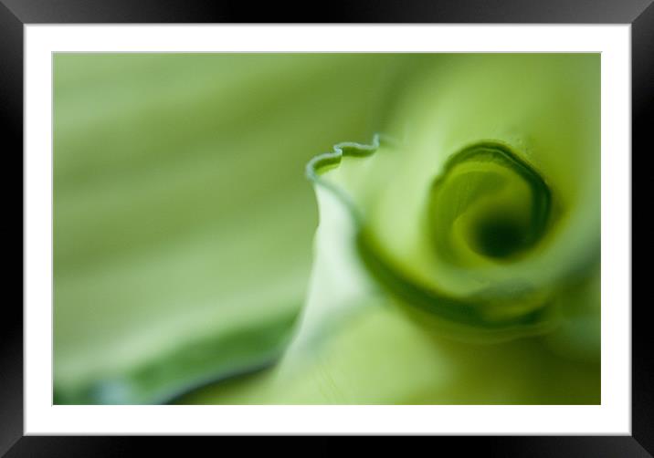 Hosta Abstract Framed Mounted Print by Linda Somers
