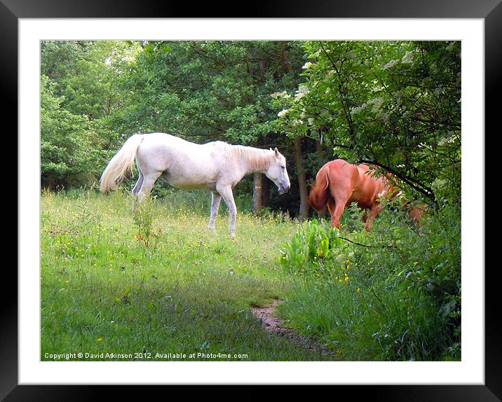 WILD HORSES Framed Mounted Print by David Atkinson