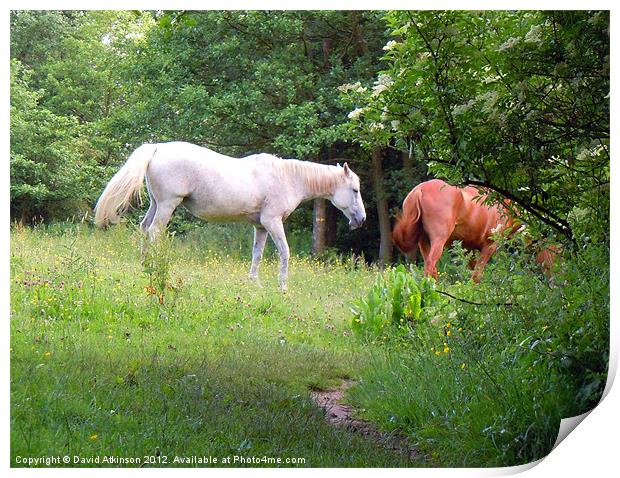 WILD HORSES Print by David Atkinson