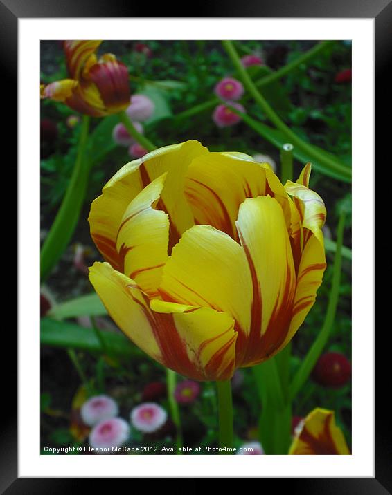 Petals of Light! Framed Mounted Print by Eleanor McCabe