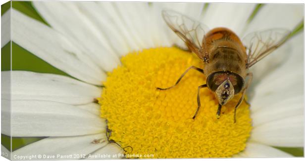 Hover Fly and Giant Daisy Canvas Print by Daves Photography
