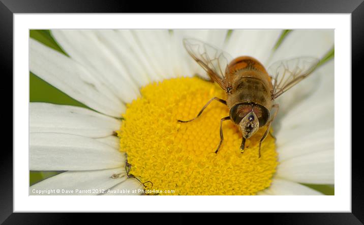 Hover Fly and Giant Daisy Framed Mounted Print by Daves Photography