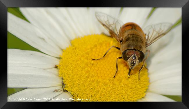 Hover Fly and Giant Daisy Framed Print by Daves Photography