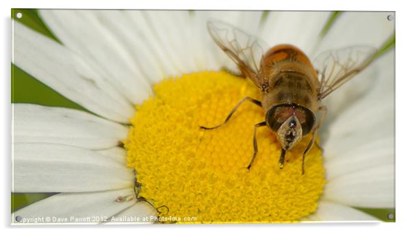 Hover Fly and Giant Daisy Acrylic by Daves Photography