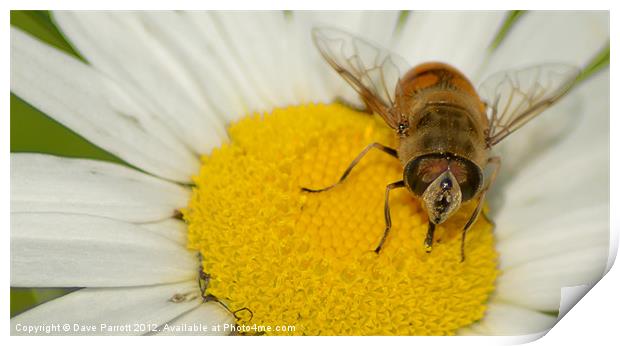Hover Fly and Giant Daisy Print by Daves Photography