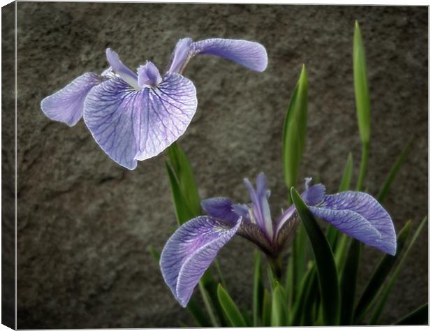 little irises Canvas Print by Heather Newton