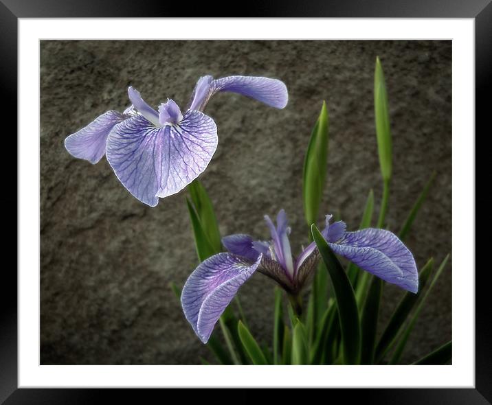 little irises Framed Mounted Print by Heather Newton