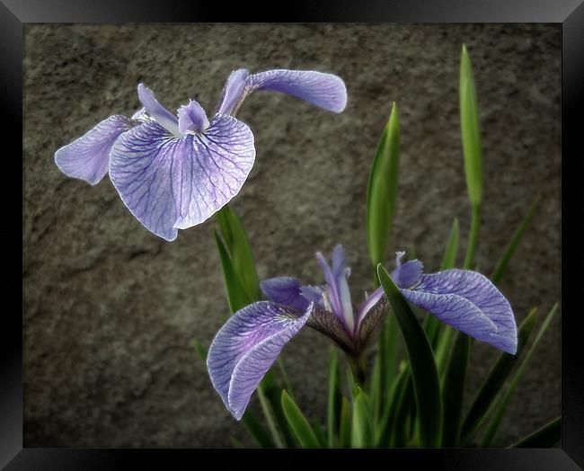 little irises Framed Print by Heather Newton