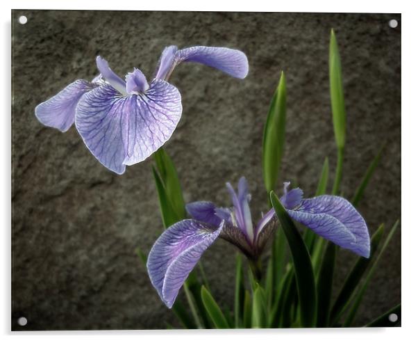 little irises Acrylic by Heather Newton