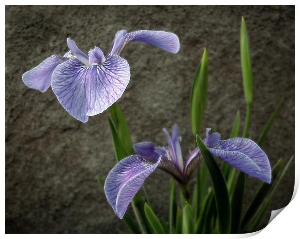 little irises Print by Heather Newton