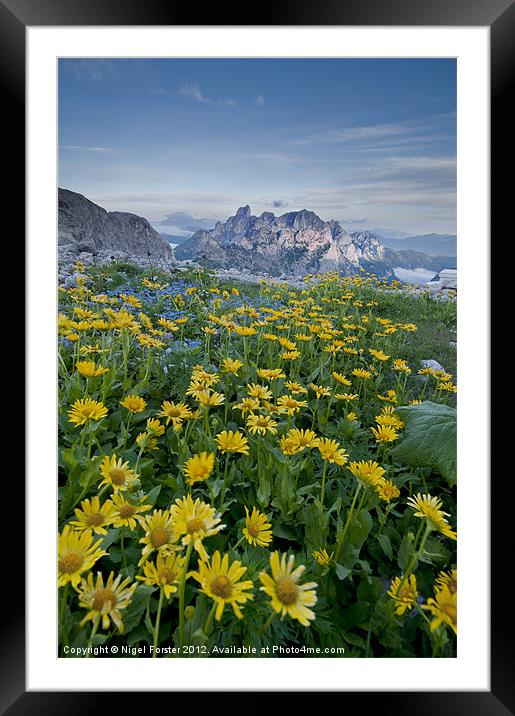 Doronicum grandiflorium Framed Mounted Print by Creative Photography Wales