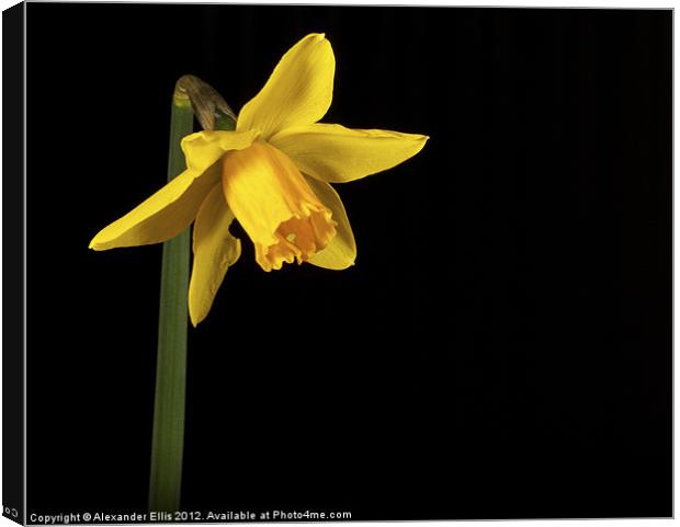 Daffodil Canvas Print by Alexander Ellis