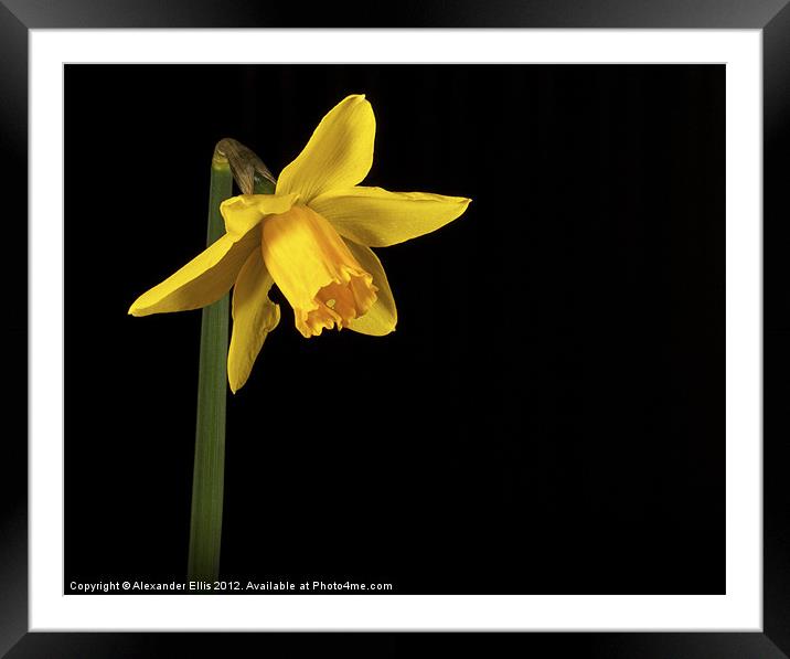 Daffodil Framed Mounted Print by Alexander Ellis