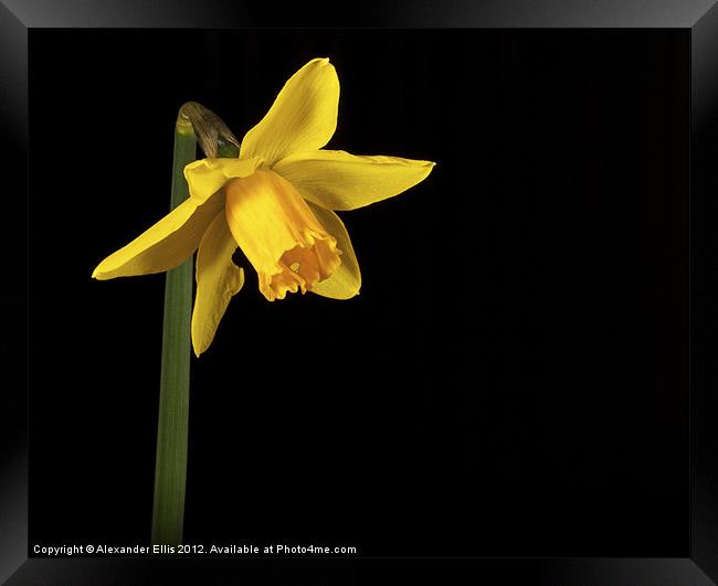 Daffodil Framed Print by Alexander Ellis