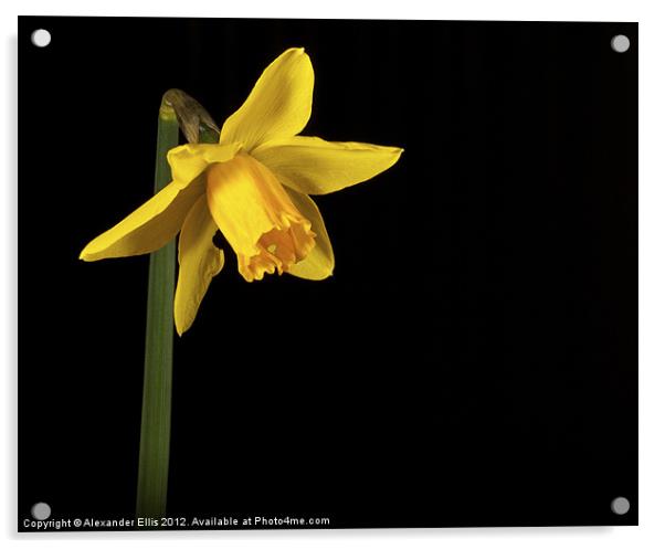 Daffodil Acrylic by Alexander Ellis