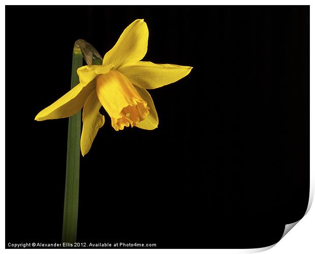 Daffodil Print by Alexander Ellis