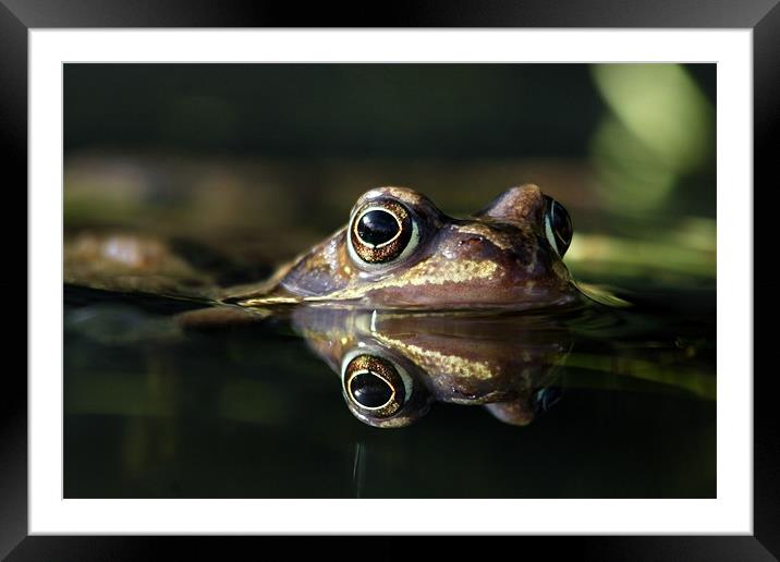 frog in a puddle Framed Mounted Print by Iain Lawrie