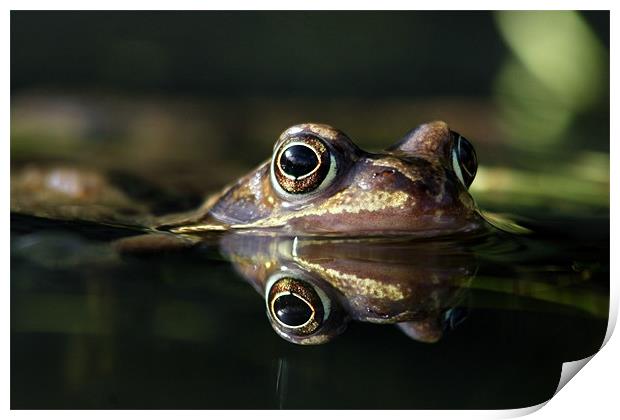 frog in a puddle Print by Iain Lawrie