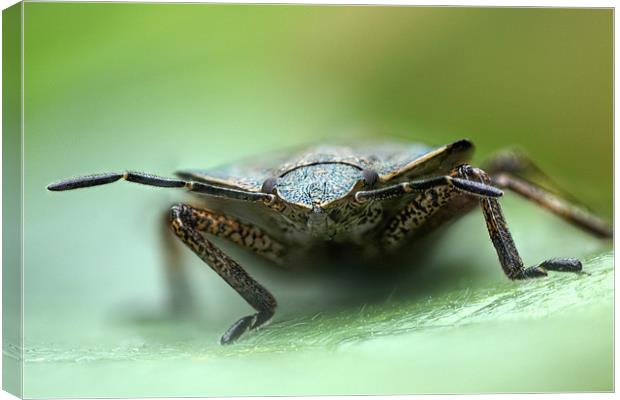 shield bug Canvas Print by Iain Lawrie