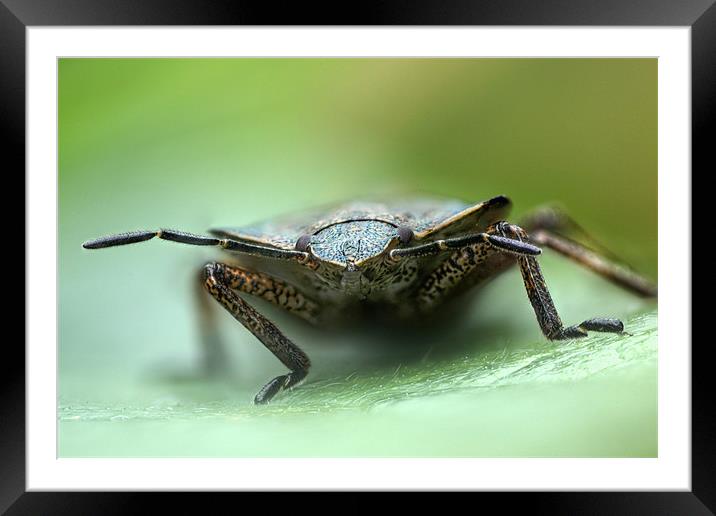 shield bug Framed Mounted Print by Iain Lawrie