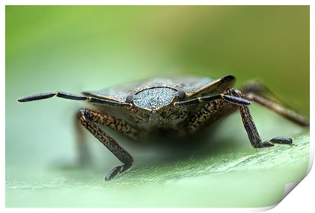 shield bug Print by Iain Lawrie