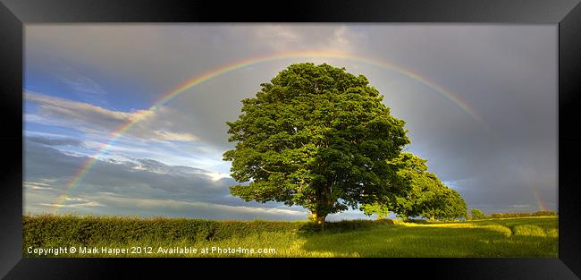 Rainbow over Oak tree. Framed Print by Mark Harper